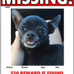 20+ Best Lost Cat/Dog Flyer &amp; Poster Templates (Word | Psd) regarding Lost Pet Flyer Template