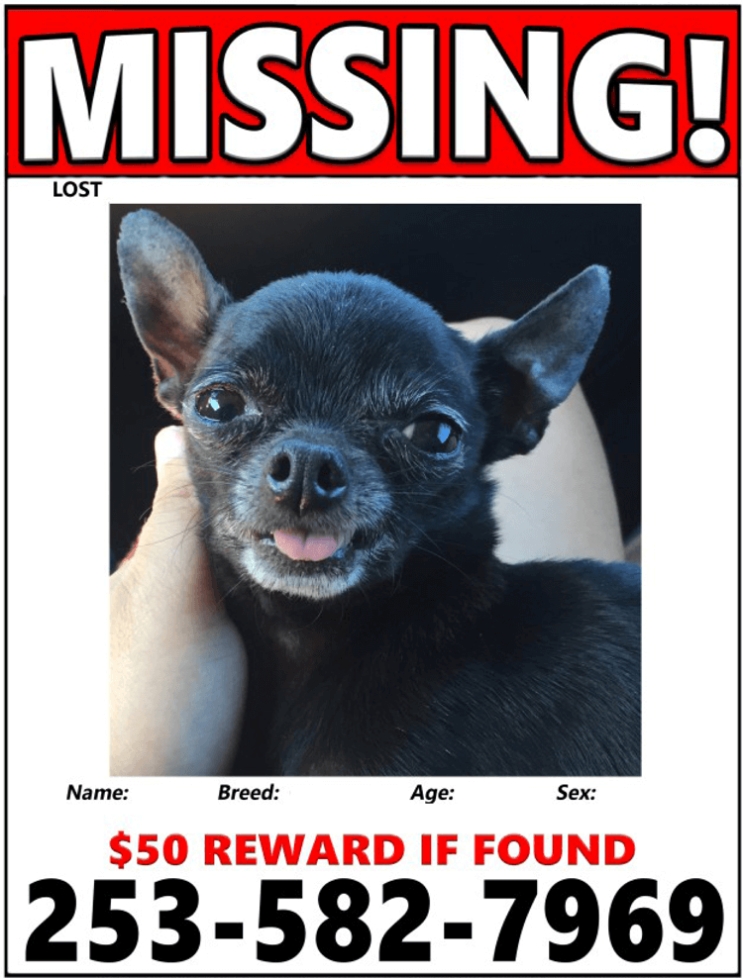 20+ Best Lost Cat/Dog Flyer & Poster Templates (Word | Psd) Regarding Lost Pet Flyer Template