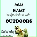Dog Walking Flyers Templates – Cards Design Templates Pertaining To Dog Walking Flyer Template Free