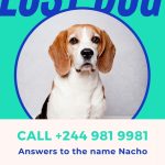 Solicitar Productos Desde El Extranjero Editable Missing Dog Flyer And Intended For Lost Dog Flyer Template
